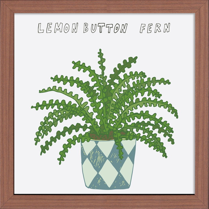 ȯ٥ۡץ Home Plants LEMON BUTTON FERN 320x320x35mm ZHP-53138   ե졼 bic-10220301s1 1ܤβ 