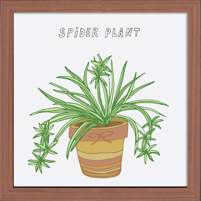 ȯ٥ۡץ Home Plants SPIDER PLANT 320x320x35mm ZHP-53140   ե졼 bic-10220303s1 1ܤβ 