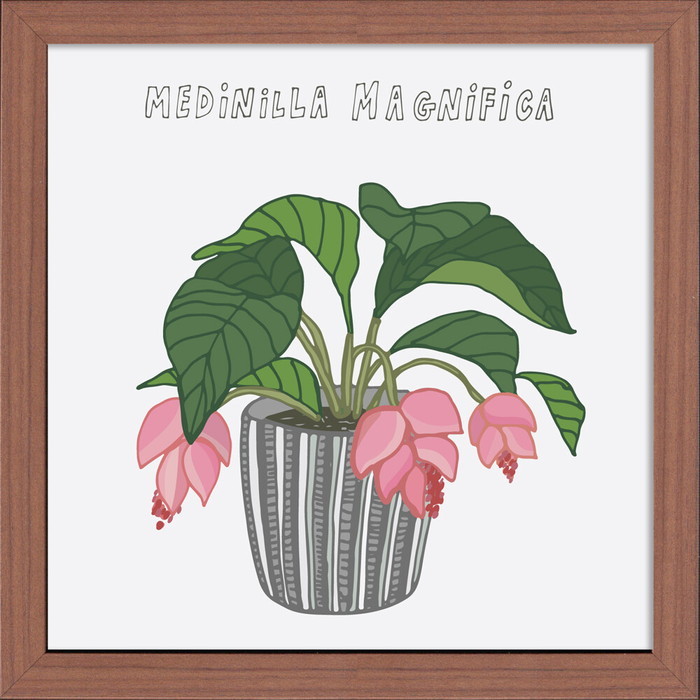ȯ٥ۡץ Home Plants MEDINILLA MAGNIFICA 320x320x35mm ZHP-53143   ե졼 bic-10220306s1 1ܤβ 