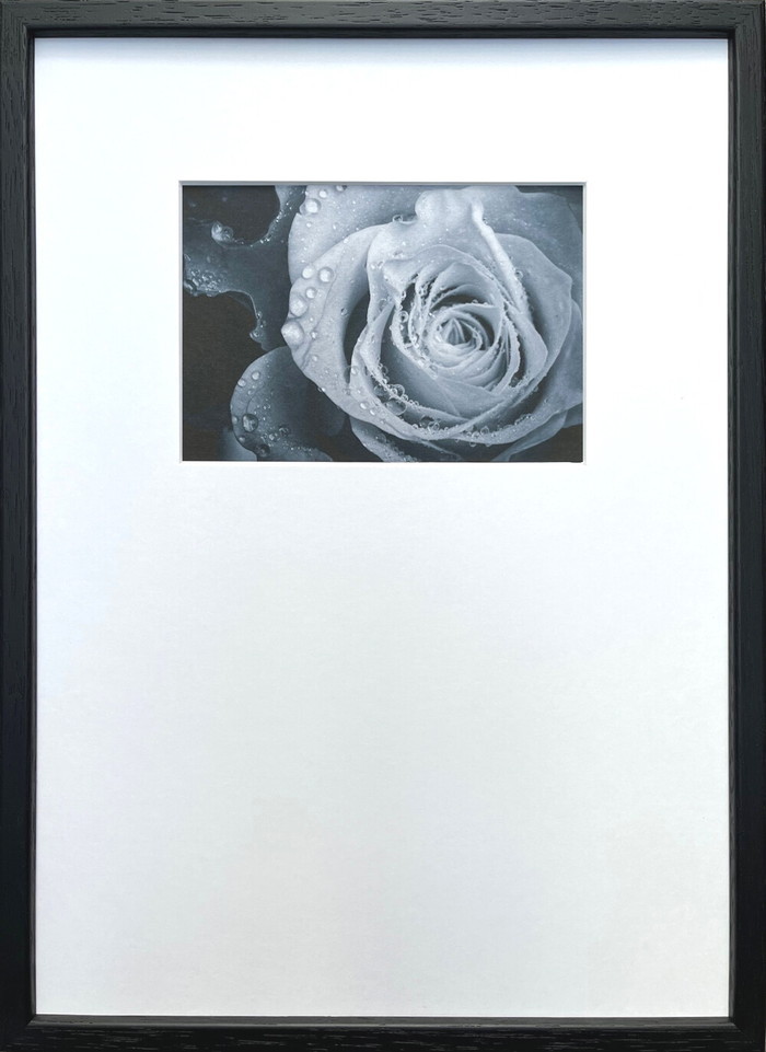 Photography art Rose バラ 275x382x20mm IPG-53255 bic-10872397s1 アートパネル アートボード 壁紙 装飾フィルム 送料無料 北欧 モダ