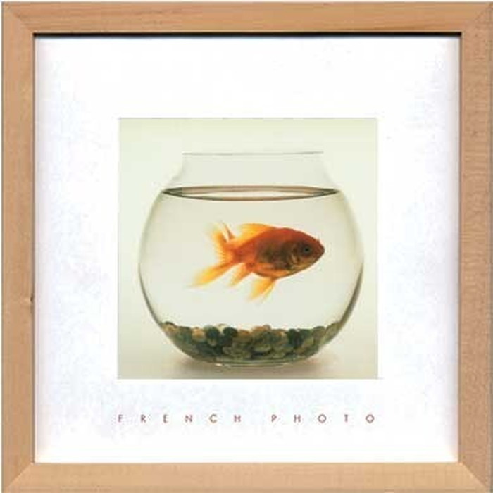 アートフレーム フレンチフォトグラフィ French Photography Fish in his Bowl 220x220x20mm ZFP-51921 bic-7093220s1 アートパネル ア