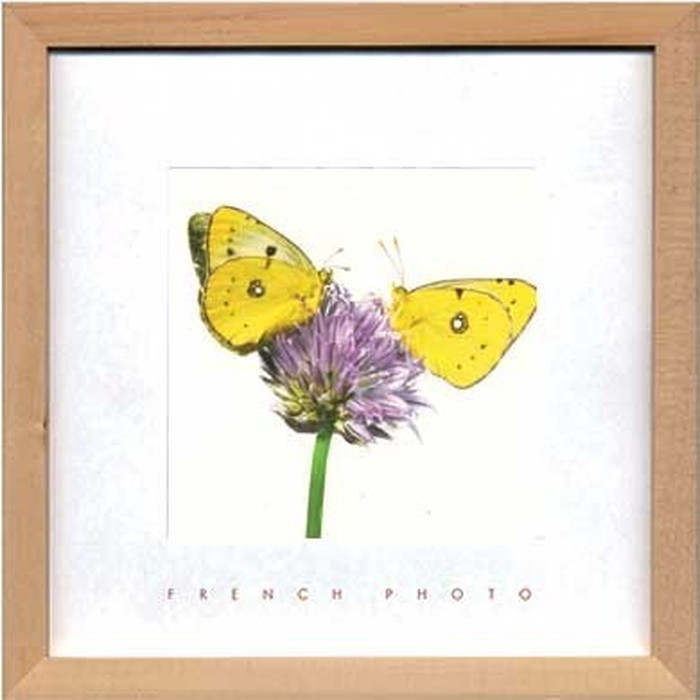 アートフレーム フレンチフォトグラフィ French Photography Yellow Butterflies 220x220x20mm ZFP-51924 bic-7093223s1 アートパネル