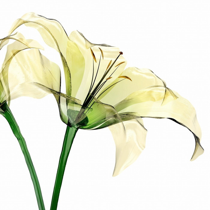 ȯ٥Х Petit Canvas Art Lily flower 300x300mm ZPT-62067 bic-9210590s1 1ܤβ 