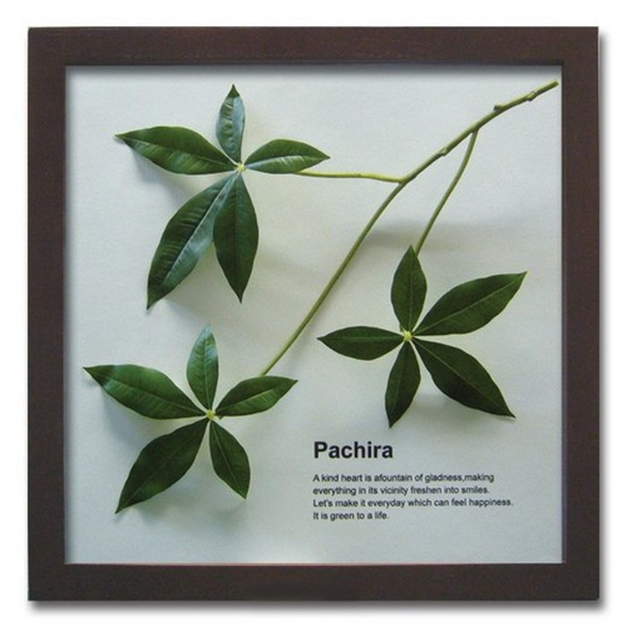 ȯ٥ƥꥢ꡼󥢡 ForestDeco Pachira ֥饦 FD-1004 kar-3060944s1 2ܤβ 