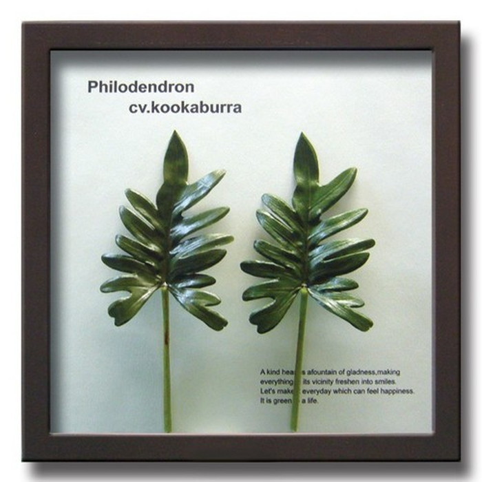 ȯ٥ƥꥢ꡼󥢡 ForestDeco Philodendron cv kookaburra ֥饦 FD-1008 kar-3060948s1 2ܤβ 