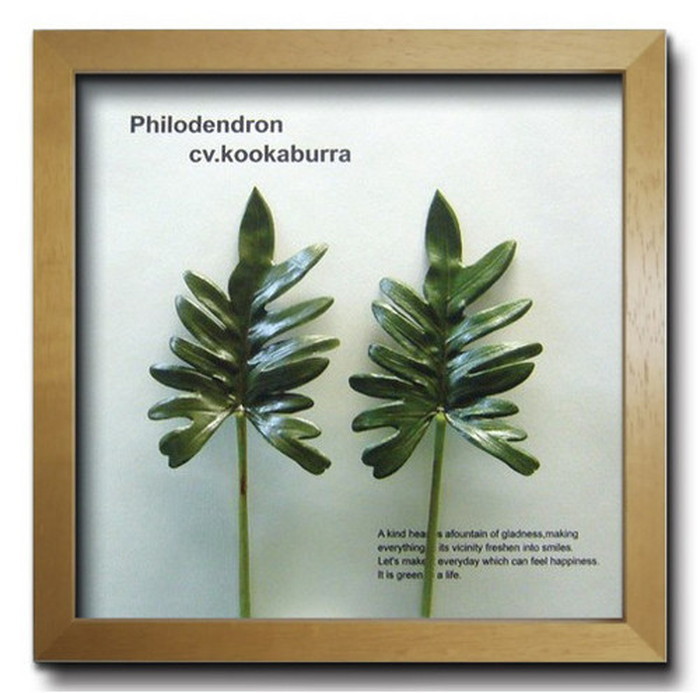 ȯ٥ƥꥢ꡼󥢡 ForestDeco Philodendron cv kookaburra ʥ FD-2008 kar-3060948s2 2ܤβ 