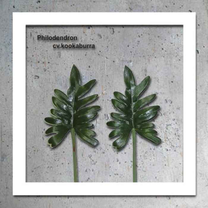 ȯ٥ƥꥢ꡼󥢡 ForestDeco Philodendron cv kookaburra ۥ磻 FD-3008 kar-3060948s3 1ܤβ 