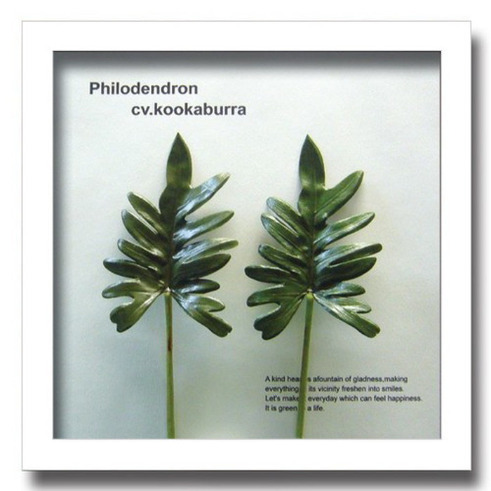 ȯ٥ƥꥢ꡼󥢡 ForestDeco Philodendron cv kookaburra ۥ磻 FD-3008 kar-3060948s3 2ܤβ 