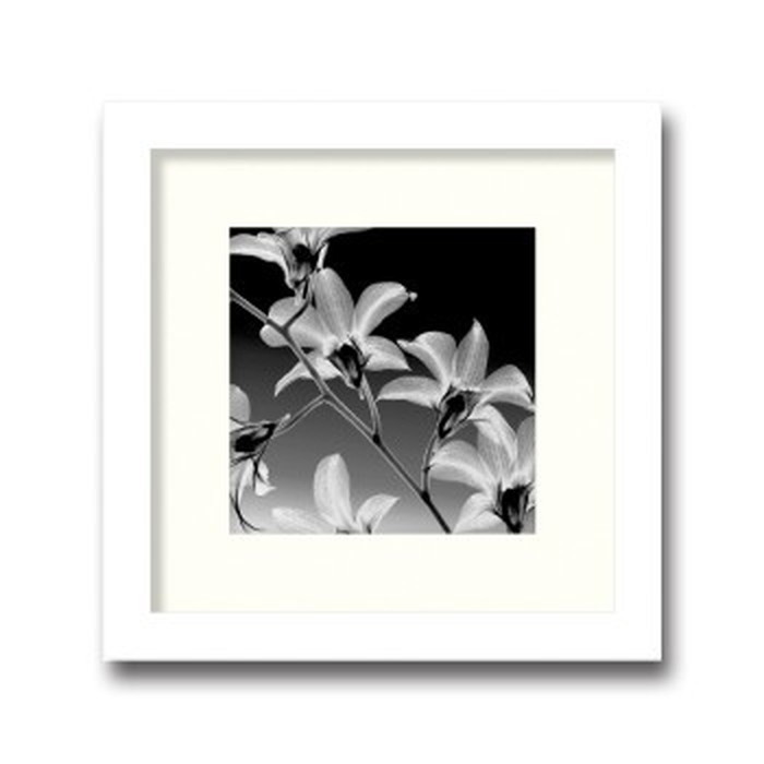 ȯ٥ƥꥢ Steven N Meyers Orchid Denrobium ҥ AS-11372 kar-3097176s1 1ܤβ 