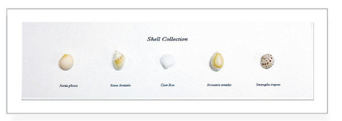ȯ٥ƥꥢ ߥ˥ȥ쥯 Shell Collection ۥ磻 PZ-2001 kar-5093262s1 1ܤβ 