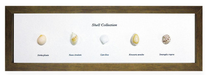 インテリア ミニアートコレクション Shell Collection ブラウン PZ-2002 kar-5093262s2 1枚目の画像 
