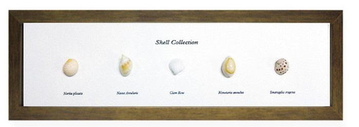 インテリア ミニアートコレクション Shell Collection ブラウン PZ-2002 kar-5093262s2 1枚目の画像