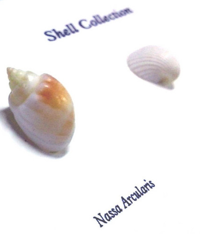 インテリア ミニアートコレクション Shell Collection ブラウン PZ-2002 kar-5093262s2 2枚目の画像