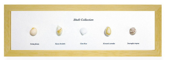 ȯ٥ƥꥢ ߥ˥ȥ쥯 Shell Collection ʥ PZ-4203 kar-5093262s3 1ܤβ 