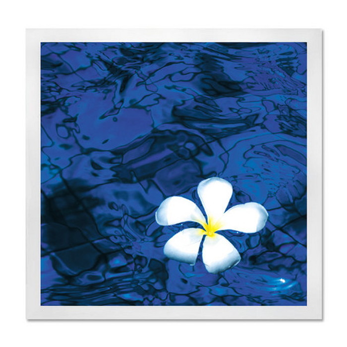 ȯ٥ƥꥢ RAKUDECO 饯ǥ꡼ Frangipani ۥ磻 RD-1002 kar-5620948s1 1ܤβ 