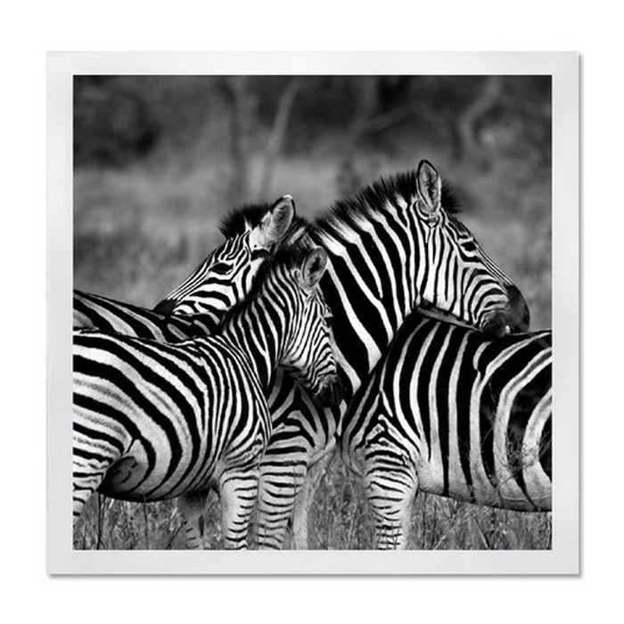 ȯ٥ƥꥢ RAKUDECO 饯ǥ꡼ Zebra ۥ磻 RD-1007 kar-5620954s1 1ܤβ 