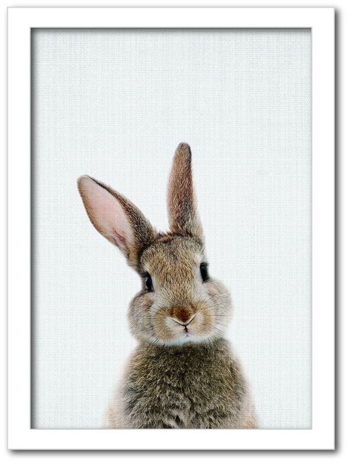 ȯAnimal Children series Rabbit  CB 1001WH ե졼५顼ۥ磻 A4 kar-8238762s2 1ܤβ 