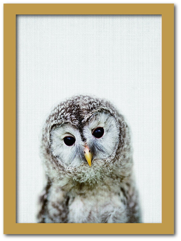 ȯAnimal Children series Owl ե CB 1003NA ե졼५顼ʥ A4 kar-8238779s1 1ܤβ 