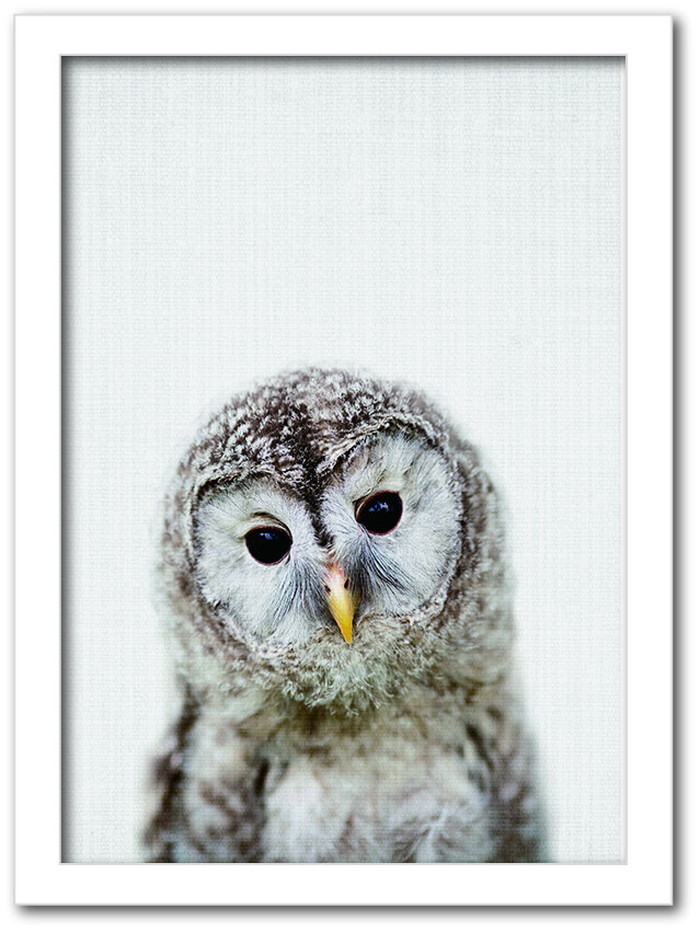 ȯAnimal Children series Owl ե CB 1003WH ե졼५顼ۥ磻 A4 kar-8238779s2 1ܤβ 