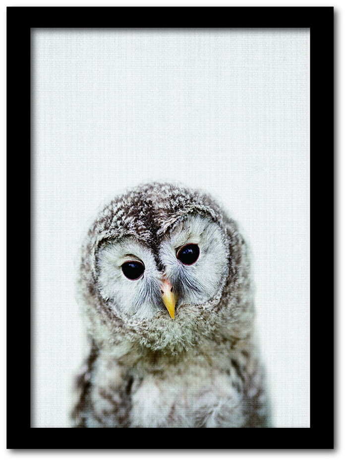 ȯAnimal Children series Owl ե CB 1003BK ե졼५顼֥å A4 kar-8238779s4 1ܤβ 